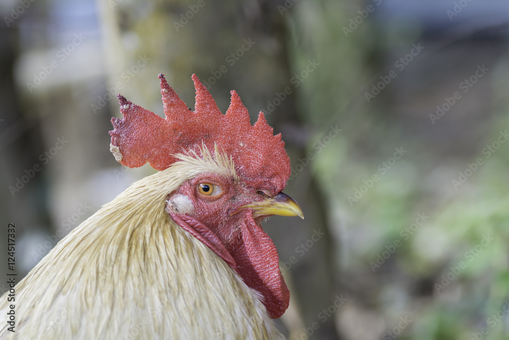 The face side of the Rooster