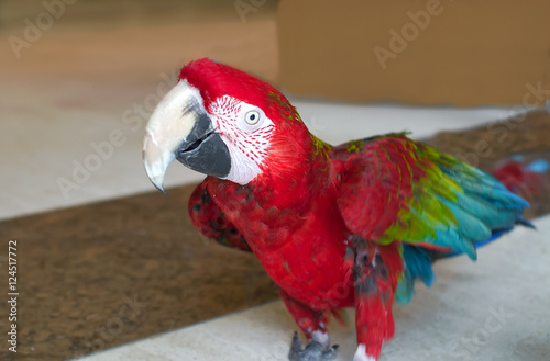 Red winged macaw,colourful bird photo