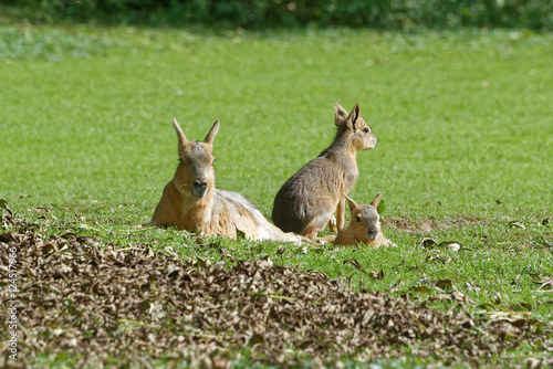 Patagonian mara