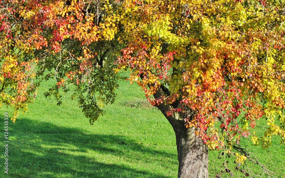 Birnbaum im Herbst StockFoto Adobe Stock