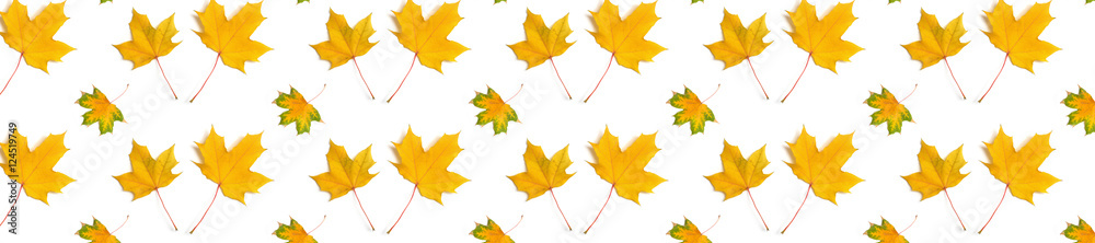 panorama pattern maple leaf yellow autumn panorama pattern maple leaf yellow autumn