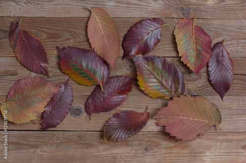  red autumn leaves