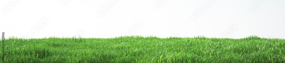 Obraz premium Pole miękkiej trawy, widok perspektywiczny z bliska
