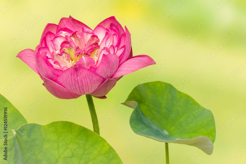 Lotus flower