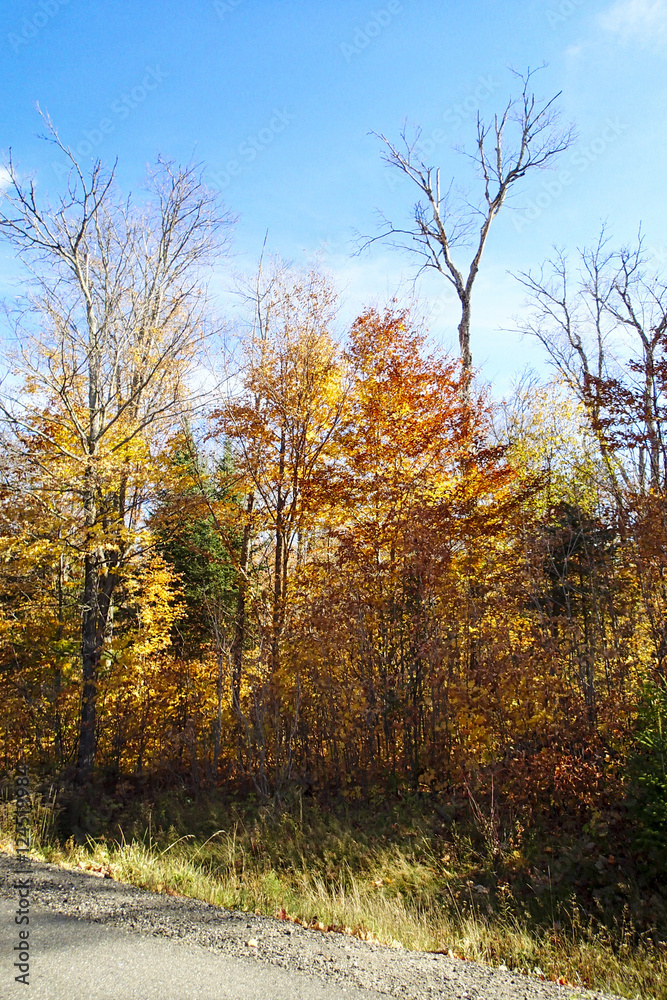 Obraz premium Fall Autumn Colours