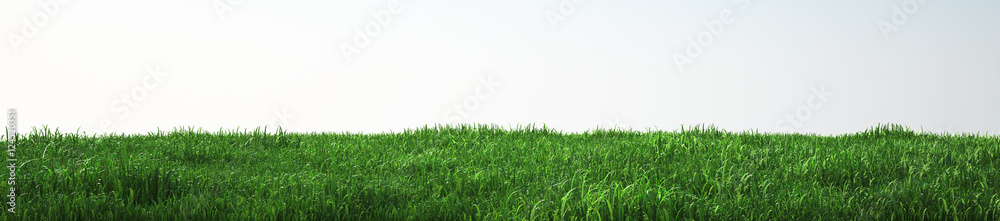 Field of soft grass, perspective view with close-up