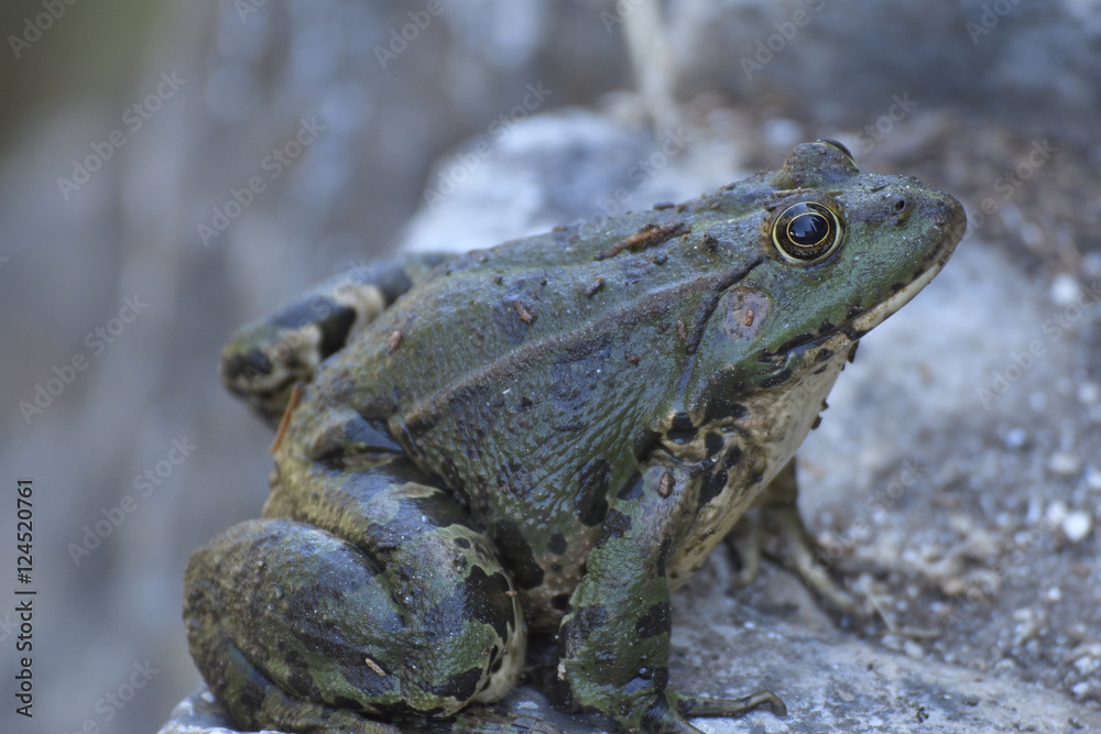 Obraz premium Dark green spotted frog sitting on a stone, picture from Island Brac in Croatia.