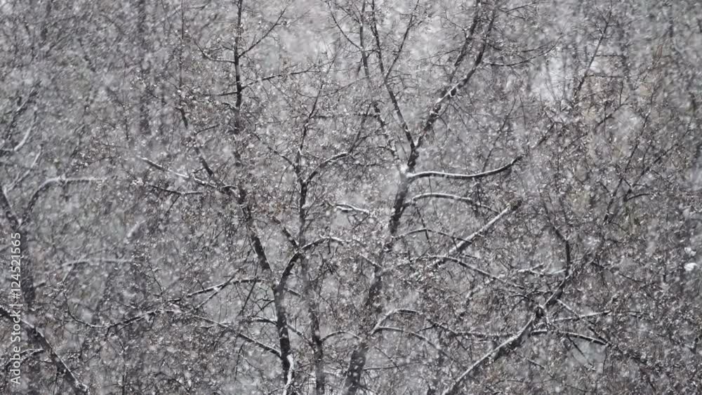 snow flakes on a background of trees snow flakes on a background of trees