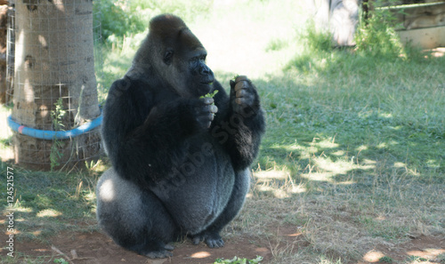 gorilla seated in the garden
