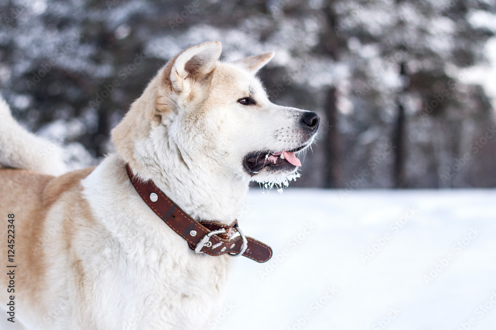 happy dog akita inu in the winter in the forest