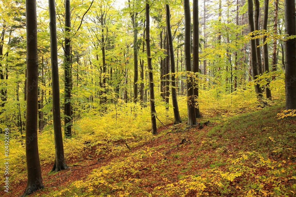 Autumn beech forest Autumn beech forest
