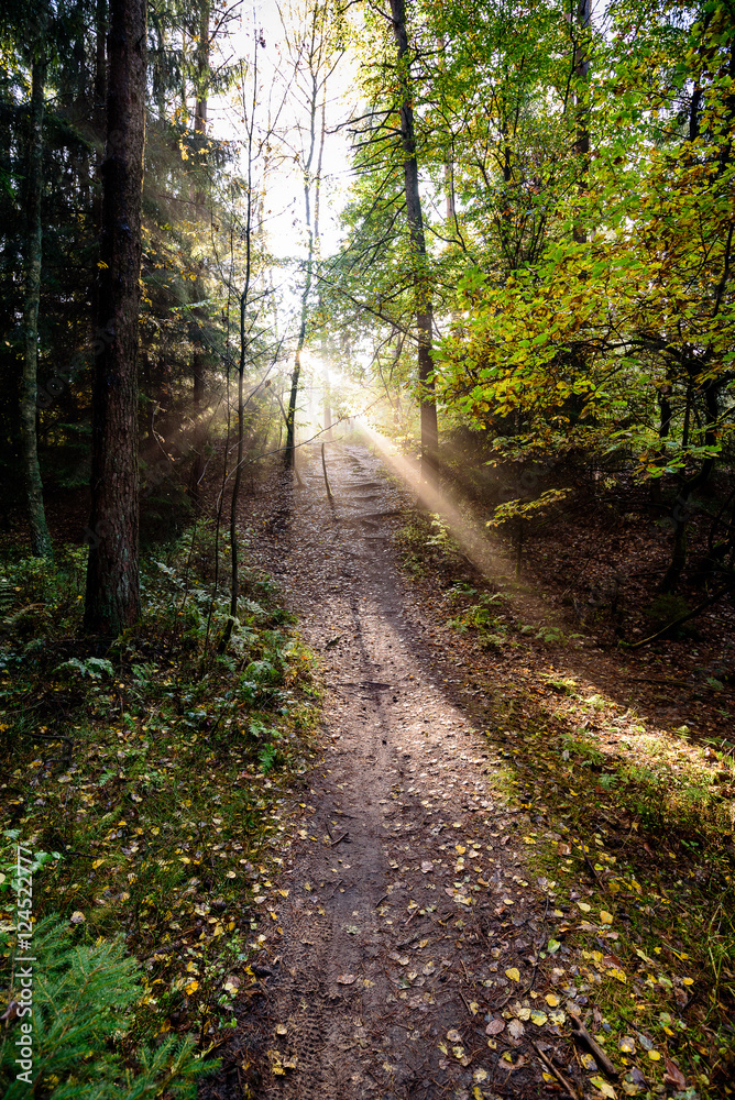 Obraz premium Herbstwald