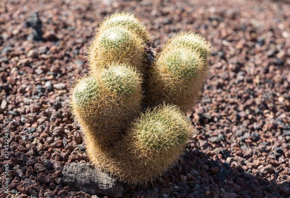 Beautiful Succulent Cactus Plants in Garden Beautiful Succulent Cactus Plants in Garden
