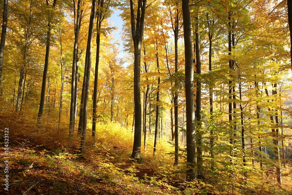 Autumn beech forest