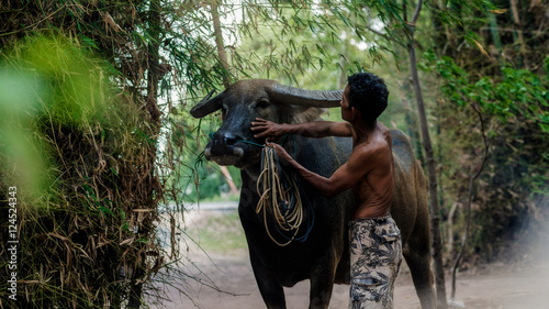 Old farmer is touching on a buffalo head before take it into the paddock. This image showing a good relationship between farmer and his pet. That is a normal life in side-country of southeast Asia. photo