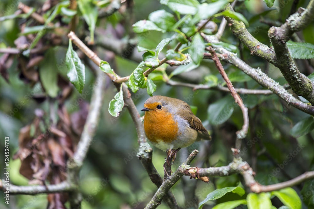 Robin Red Breast (Erithacus rubecula) Robin Red Breast (Erithacus rubecula)