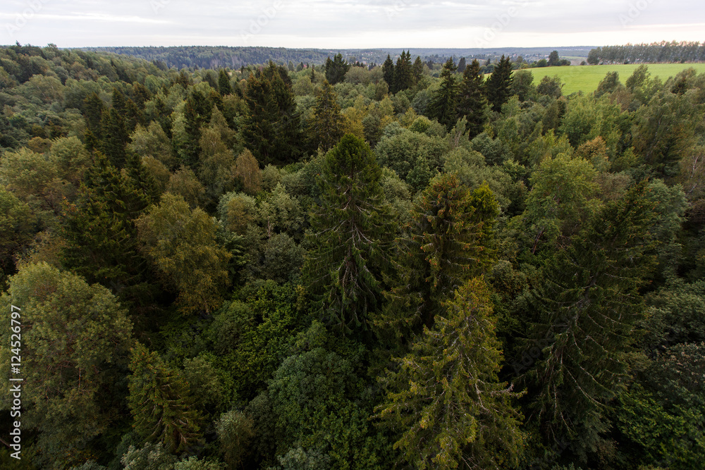 Fototapeta premium Aerial view of forest
