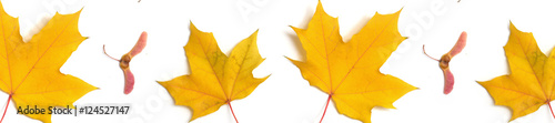 panorama  pattern maple leaf yellow  autumn