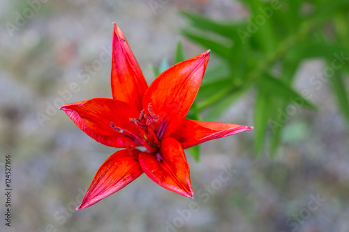 Fleur de Lys rouge