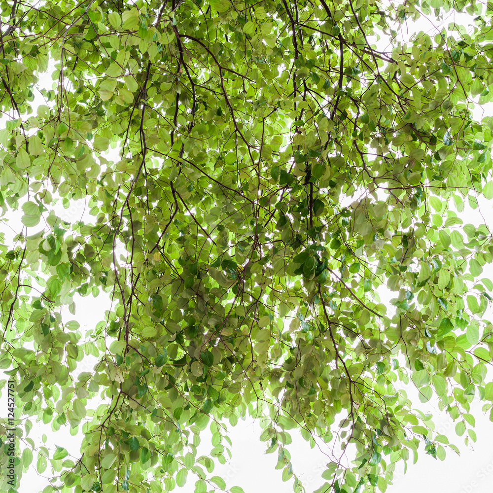 Beautiful green leaves frame isolated on white , abstract nature Beautiful green leaves frame isolated on white , abstract nature