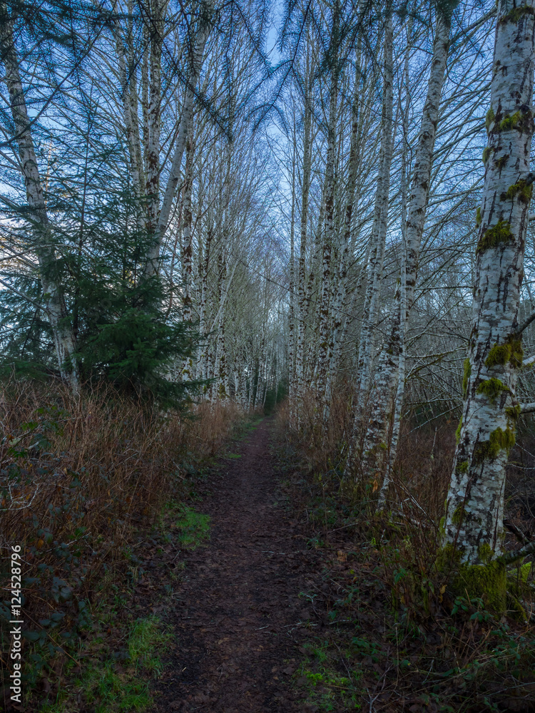 Naklejka premium Chehalis River Trail