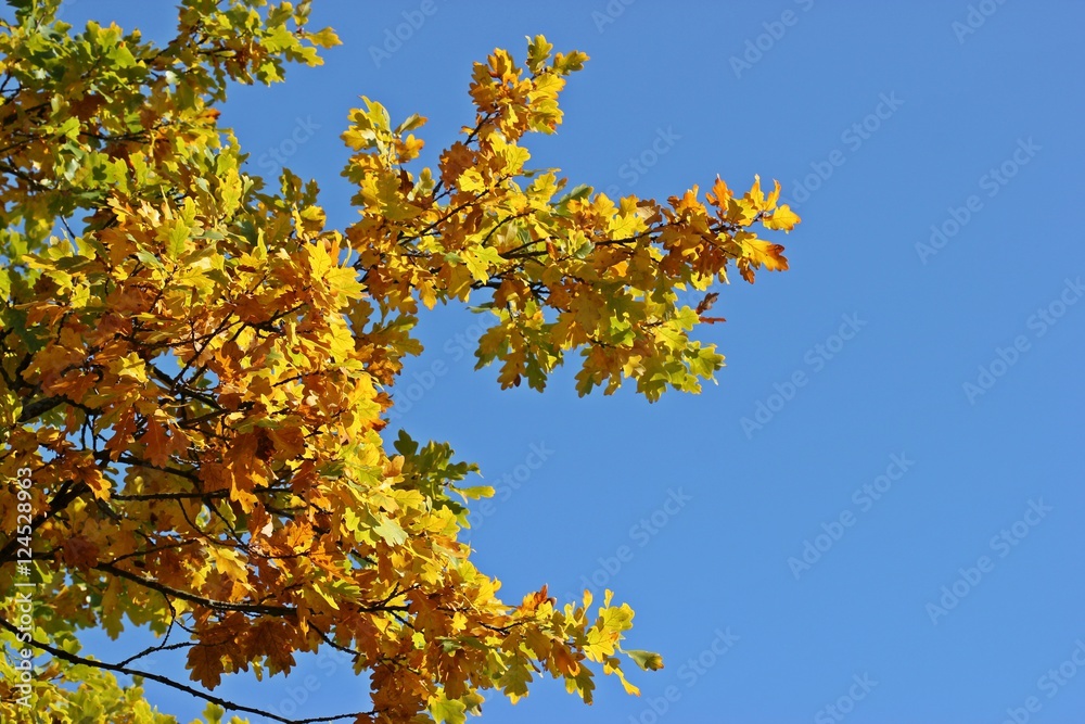 Eichenast mit gelbem Herbstlaub vor blauem Himmel
Eichenast mit gelbem Herbstlaub vor blauem Himmel