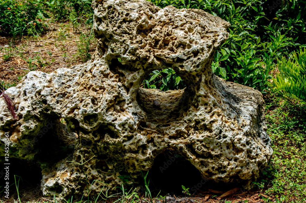 Coral Stone Coral Stone