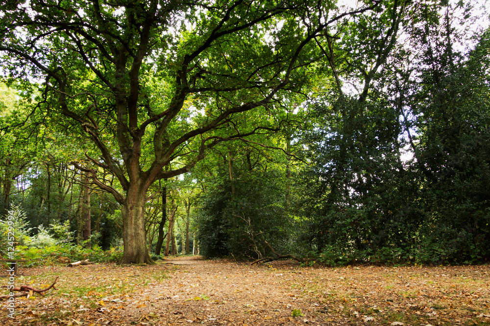 Fototapeta premium Woodland scene at the start of autumn