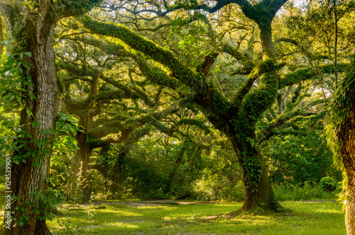 Morning view of oak woods