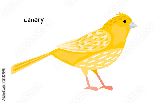 Image of nice canary