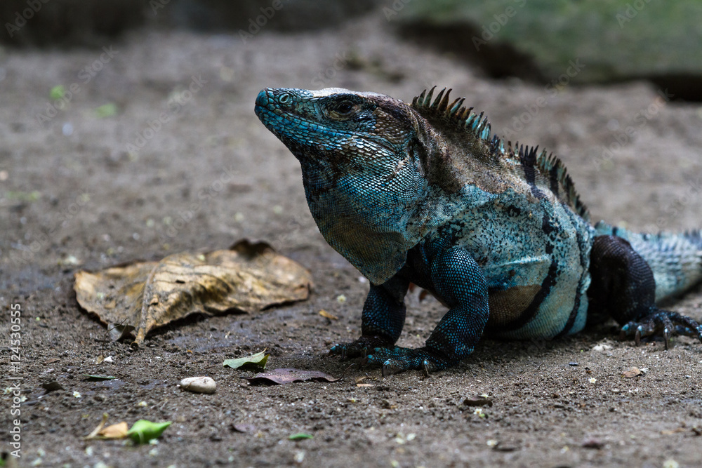 Fototapeta premium beautiful big blue iguana