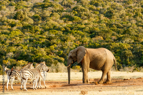 African Bush Elephant having a chat with Zebra
