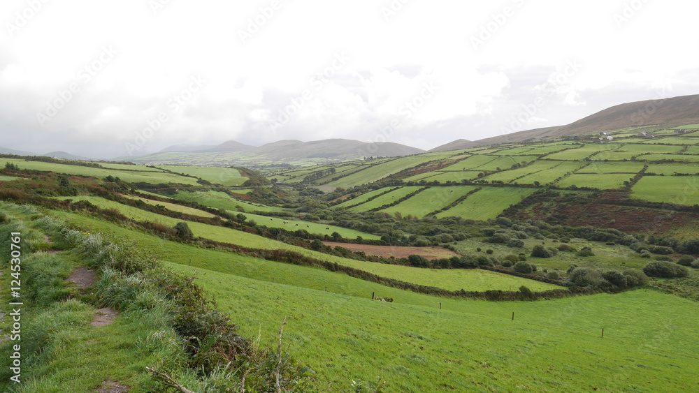 Fototapeta premium Ackerfelder Irland