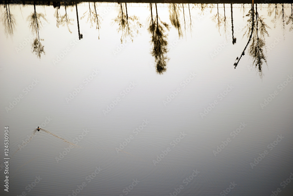 Fototapeta premium Reflejos