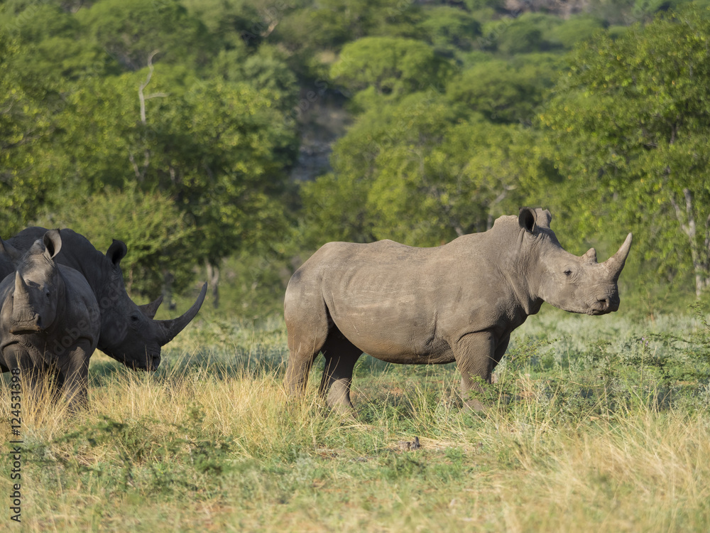 Obraz premium Gruppe von Breitmaulnashörnern (Ceratotherium simum),, Ongaya Wild Reservat, Outja, Namibia, Afrika