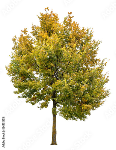 Autumnal oak tree isolated on white background