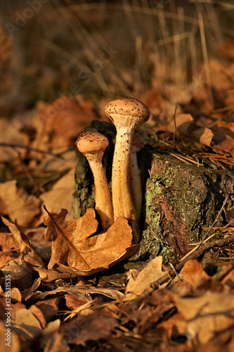 Mushrooms, Honey fungus (Armillaria)