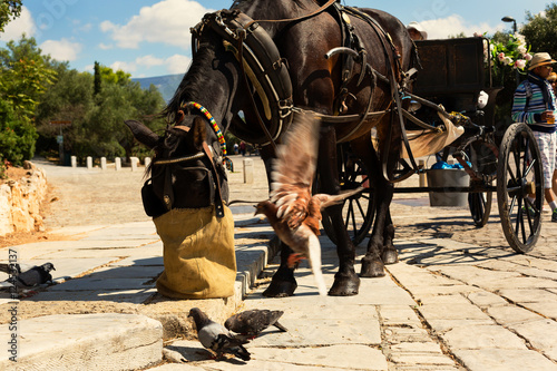 Hors with wagon eating oats from jute bag in Athens, Greece