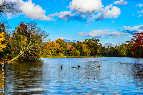 SWANS ON LAKE