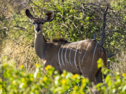 Großer Kudu (Tragelaphus strepsiceros), Jungtier,  schaut aus einem Versteck,  Ongaya Wild Reservat, Outja, Namibia, Afrika photo