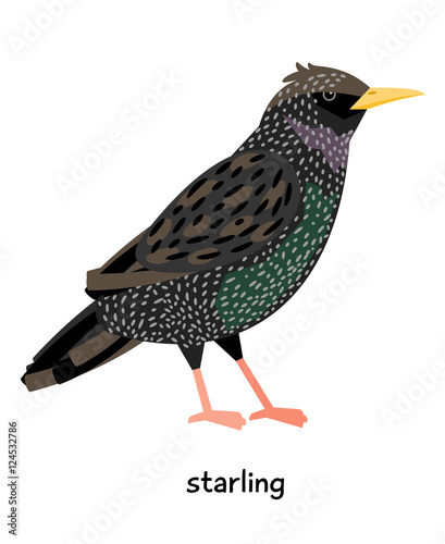 Bilde på lerret Image of nice Starling