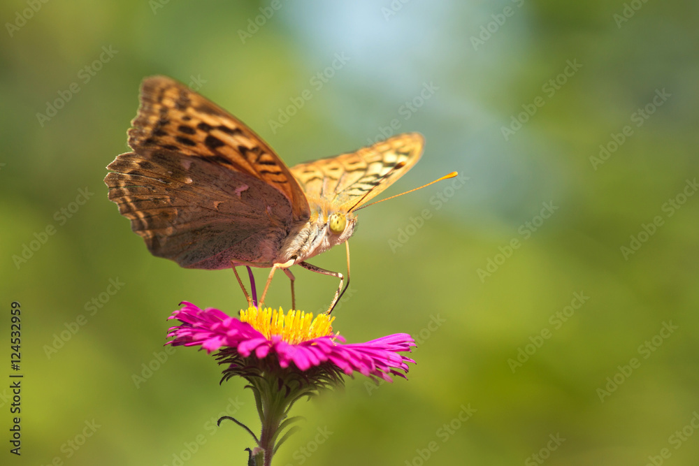 Fototapeta premium Butterfly Argynnis paphia on pink flower Aster