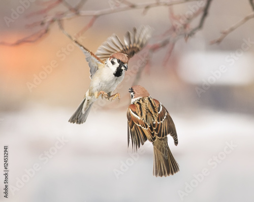 Fotografia a pair of birds sparrows flitting in the air and arguing in the Park