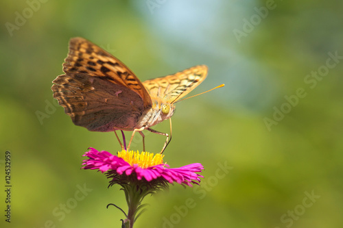 Butterfly Argynnis paphia on pink flower Aster