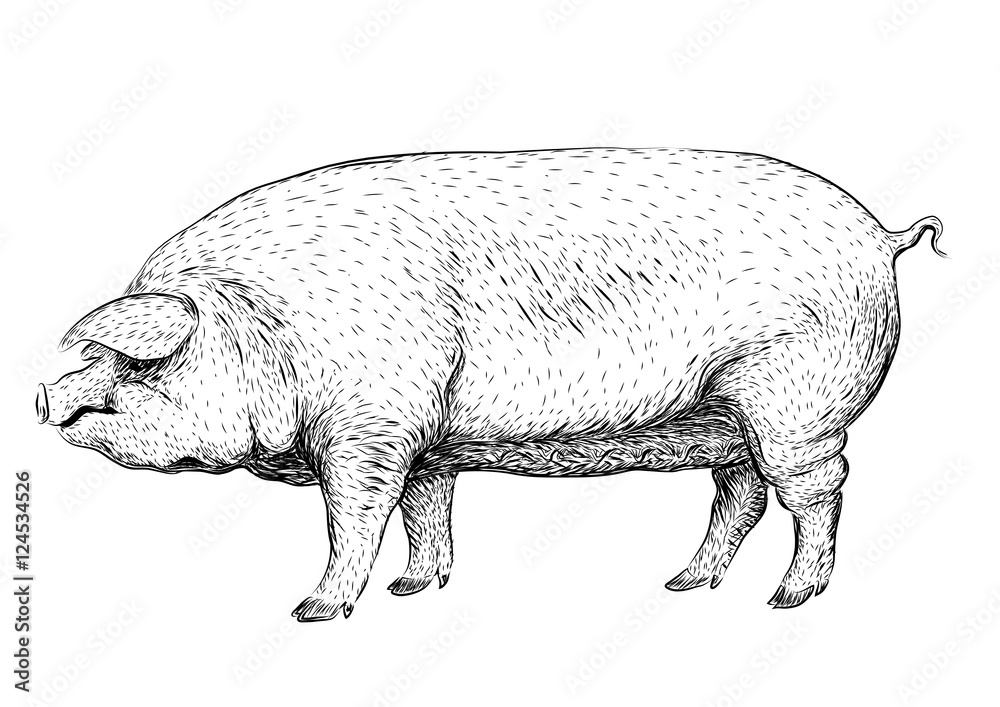 Vecteur Stock Pig, swine, hog sow piggy piglet piggie pigling brawn