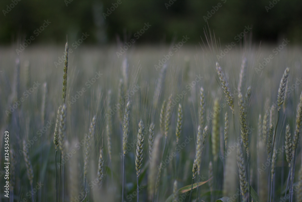 Fototapeta premium Field Details