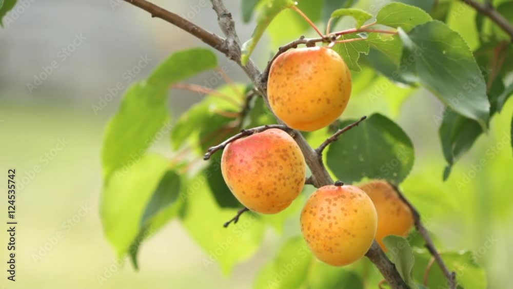 Ripe apricots on tree in the orchard Ripe apricots on tree in the orchard