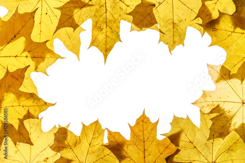 Рамки из кленовых листьев на белом фоне