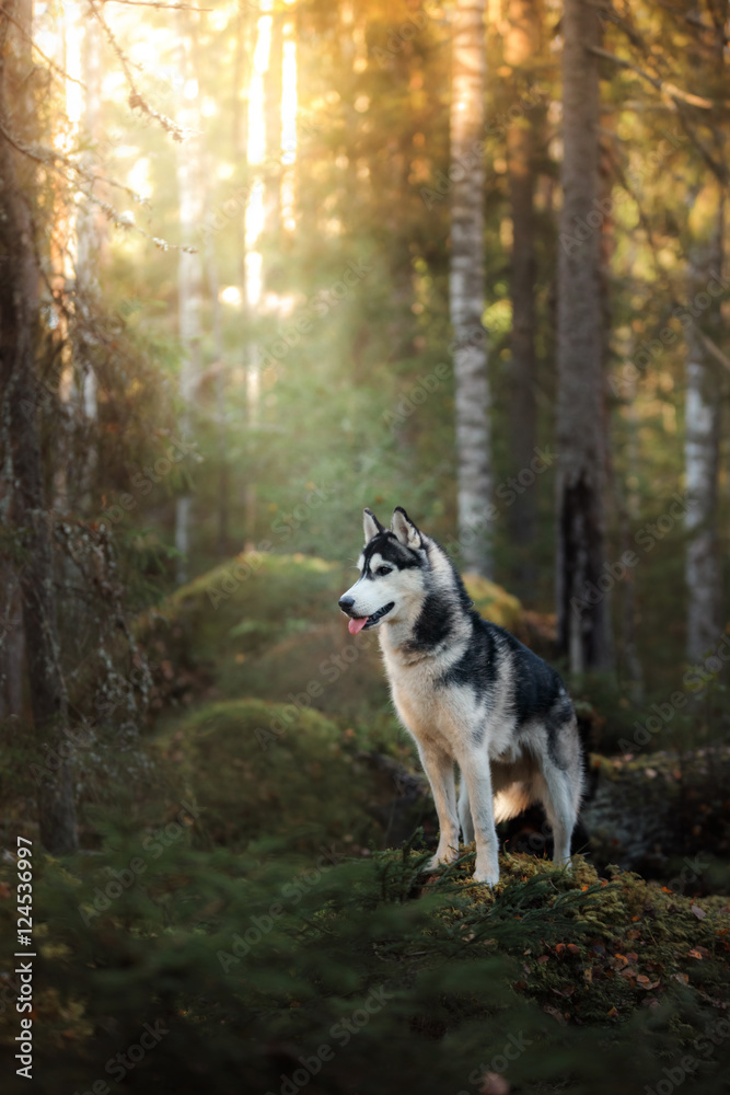Obraz premium Dog breed Siberian Husky