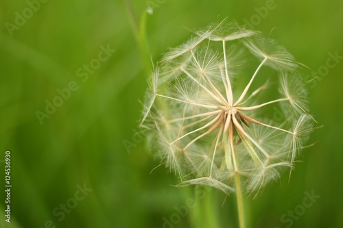 Faded meadow herb on a green background